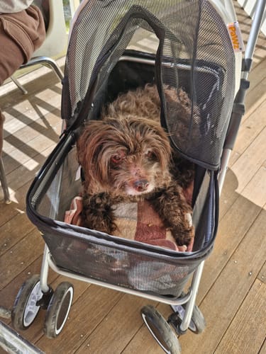 Customer photo review of Pawz Compact & Comfortable Pet Stroller