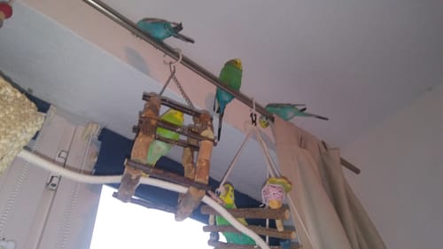 Customer photo review of Fenchel Salbei Kur