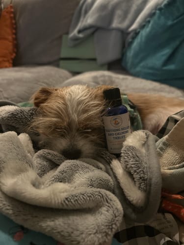 Customer photo review of Teething Relief & Calming Formula for Dogs, 300 Pellets, 30-Day Supply