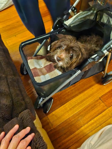 Customer photo review of Pawz Compact & Comfortable Pet Stroller
