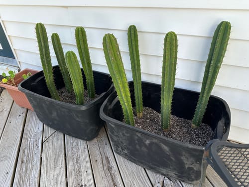 Customer photo review of San Pedro Cactus | Echinopsis (Trichocereus) pachanoi