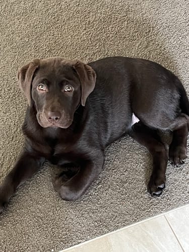 Customer photo review of New Hemp Seed Oil for Large Dogs (500ml)