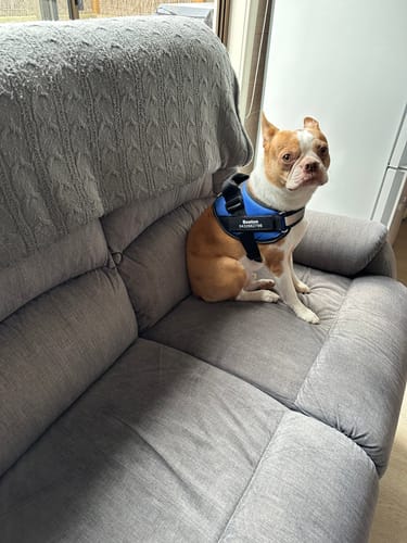 Customer photo review of No Pull Dog Harness Australia