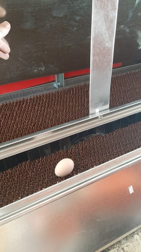 Customer photo review of X-Large (72") Reversible Rollout Nest Box (Up to 75 Hens)