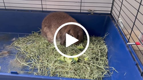 Customer video review of Timothy Hay Box 'Coarse Cut'