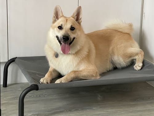 Customer photo review of HiK9 Bed with Grey Mesh Cover