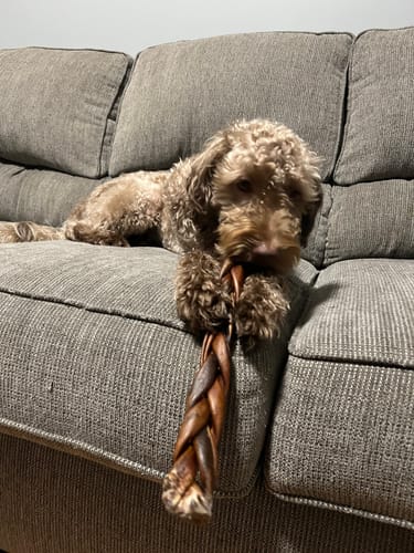 Customer photo review of 10-12 Inch Standard Braided Collagen Stick
