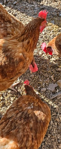 Customer photo review of GrubTerra Dried Black Soldier Fly Larvae