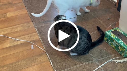 undefined review of TURBO TAIL 2.0 image 1 out of 1