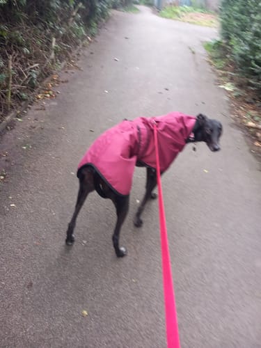 Customer photo review of Regna - Lightweight Summer Sighthound Coat with Harness Hole Zip
