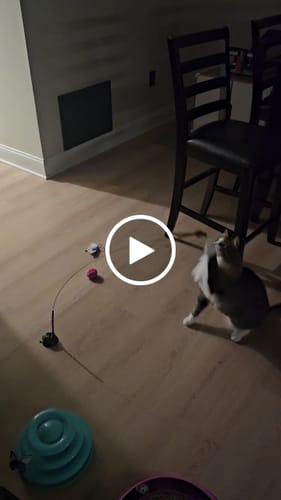 Customer video review of Interactive Bird Simulation Cat Toy Set