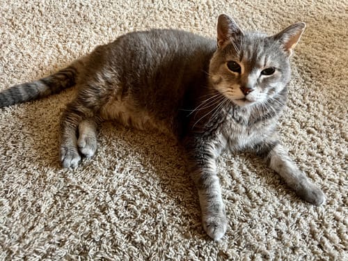 Joseph S. review of CLOUD CARE BRUSH image 1 out of 1