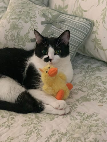 Customer photo review of Aggression and Frustration Reduction - Cats