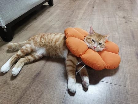Customer photo review of Pet Anti-Lick Anti-Bite Elizabethan Collar