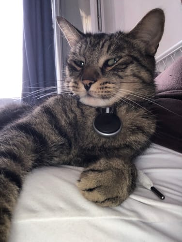 Avis photo d'un client sur Croquettes Chat Stérilisé Sans Céréales - Poulet
