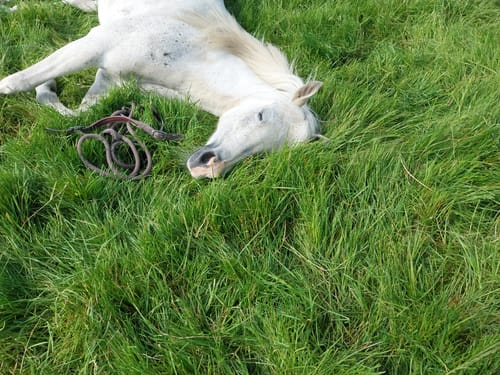 Customer photo review of Strotonin Horse Support