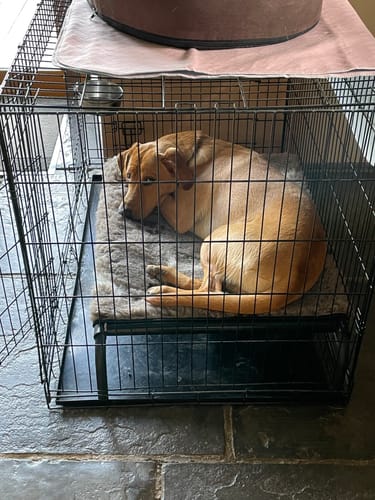 Customer photo review of HiK9 Bed with Fawn Mesh Cover