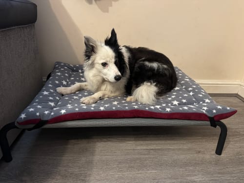 Customer photo review of Grey White Star & Mulberry Reversible Pad