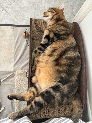 Customer photo review of Crocchette gatto formula Pesce Azzurro dell'Oceano Pacifico e Mirtilli