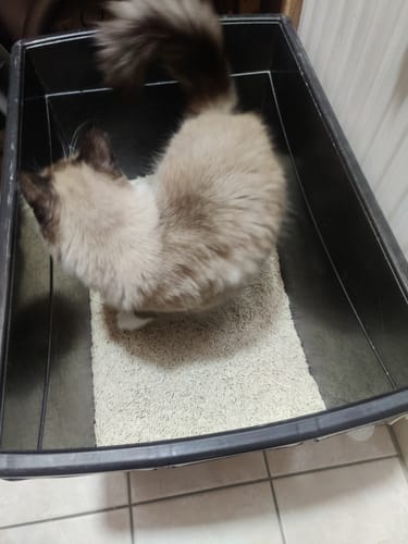 Customer photo review of Naturreines Katzenstreu