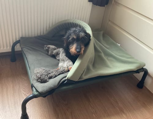 Customer photo review of HiK9 Bed with Olive Mesh Cover