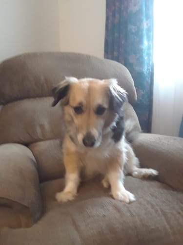Customer photo review of Fresh Friends - Pet Wipes