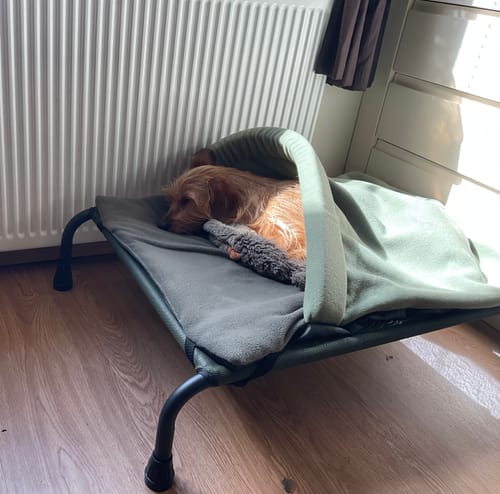 Customer photo review of Avocado & New Olive Snuggle Tunnel