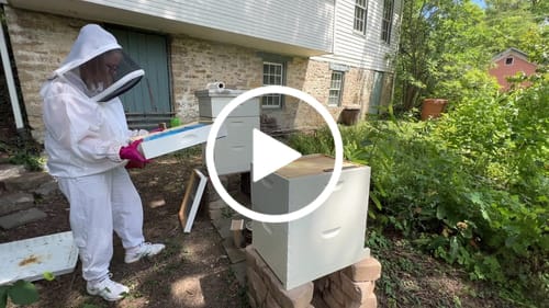 Customer video review of (Single) 10 Frame Top Feeder blue insert, chimney cap + 4ea corner caps (No Wood)