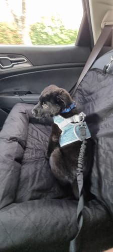 Customer photo review of Car Seat Cover
