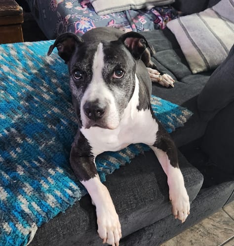 Customer photo review of Wild Salmon CBD Oil : 1 oz - 350 MG : Healthy Hips & Joint Care Formula