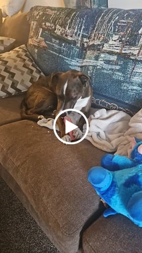 Customer video review of STRAWBERRY YAK CHEWS