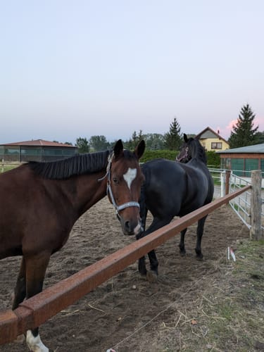 Customer photo review of Strotonin Horse Support