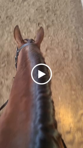 Customer video review of Strotonin Horse Support
