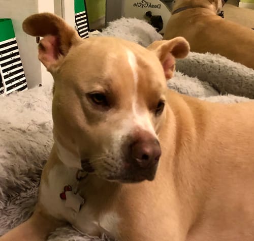 Customer photo review of Hip, Joint and Back Pain Relief - Dogs