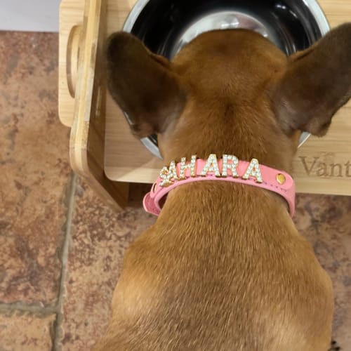 Customer photo review of CUSTOM DOG COLLARS WITH STUDDED JEWELRY