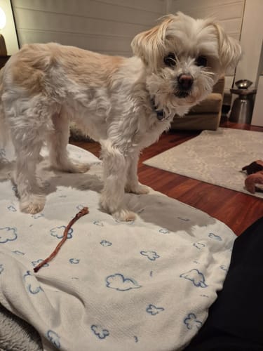Customer photo review of Kangaroo Tendons - Natural Dental Chews!