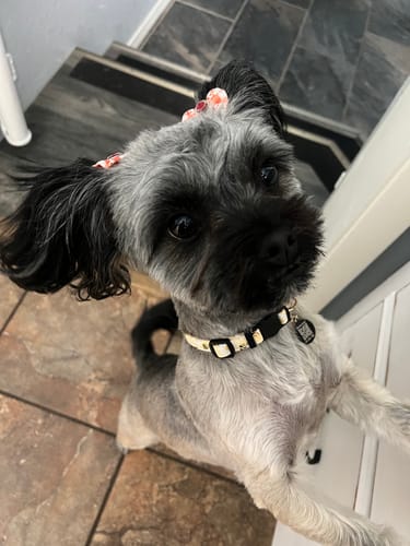 Customer photo review of Ostrich Chips with Beetroot (2.5oz): The Flavorful, Immune-Boosting Treat for Dogs