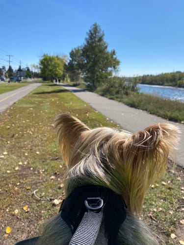 Customer photo review of Kvisp Dog Bike Carrier