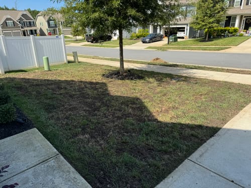 Customer photo review of GCI Turf Type Tall fescue Grass Seed