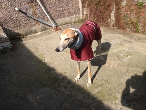 Customer photo review of Sighthound Polar Waterproof Coat with Snood Collar
