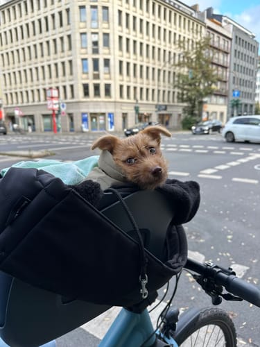 Customer photo review of Kvisp Dog Bike Carrier