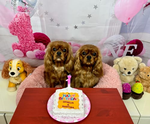 Customer photo review of Torta Per Cani Happy Birthday Personalizzabile