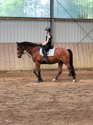 Customer photo review of Strotonin Horse Support