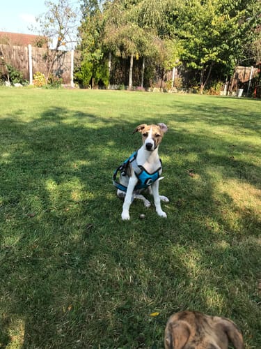 Customer photo review of Sighthound Escape Proof Harness