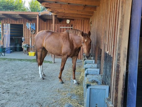 Customer photo review of Strotonin Horse Support