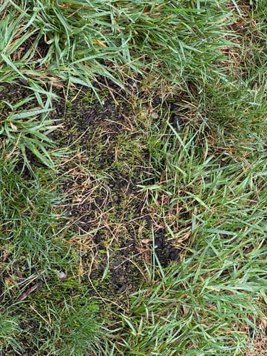 Customer photo review of GCI Turf Type Tall fescue Grass Seed