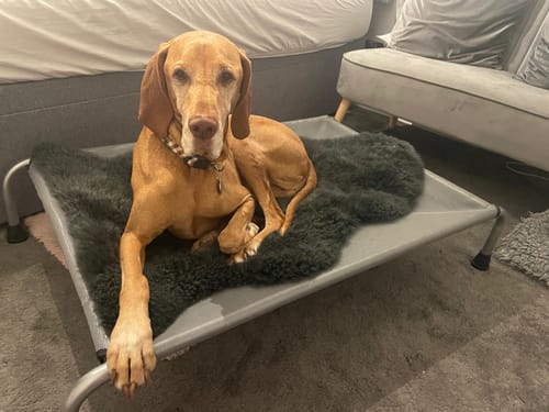 Customer photo review of HiK9 Bed with Grey Mesh Cover