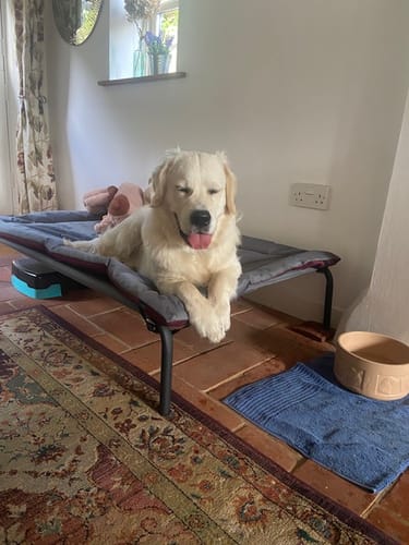 Customer photo review of HiK9 Bed with Grey Mesh Cover
