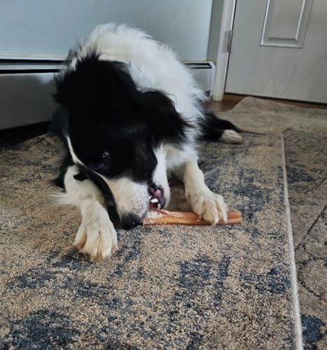 Customer photo review of 6 Inch Monster Bully Stick