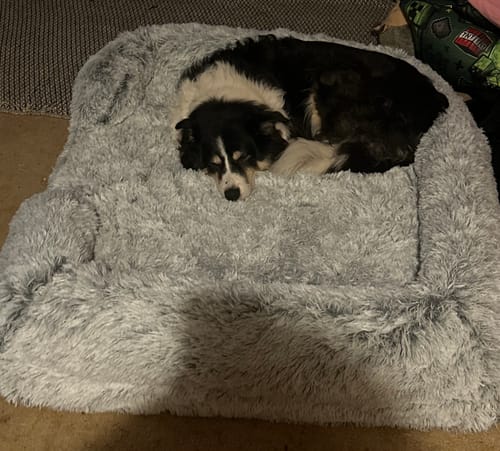 Customer photo review of PaWz Premium Pet Orthopaedic Bed